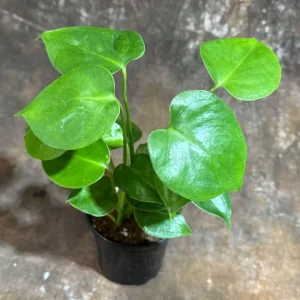 Monstera Deliciosa Live Plant – 4 inch Grow Pot – Tropical Houseplant – Easy Care - Image 3