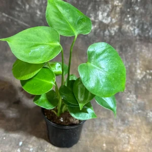 Monstera Deliciosa Live Plant – 4 inch Grow Pot – Tropical Houseplant – Easy Care - Image 4