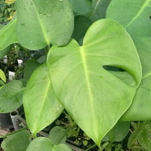 Monstera Deliciosa Live Plant, 4 inch Pot, Indoor Houseplant, 1 ft Tall - Image 2