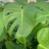 Monstera Deliciosa Live Plant, 4 inch Pot, Indoor Houseplant, 1 ft Tall - Image 1