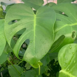 Monstera Deliciosa Live Plant, 4 inch Pot, Indoor Houseplant, 1 ft Tall - Image 1