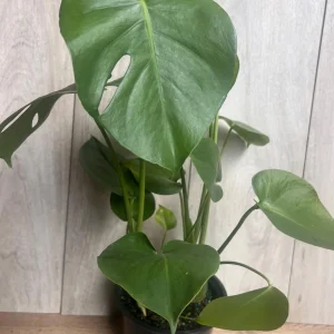 Monstera Deliciosa Live Plant - 6 inch Pot - Fruit Producing Indoor Air Purifier - Image 2