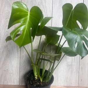 Monstera Deliciosa Live Plant - 6 inch Pot - Fruit Producing Indoor Air Purifier - Image 1