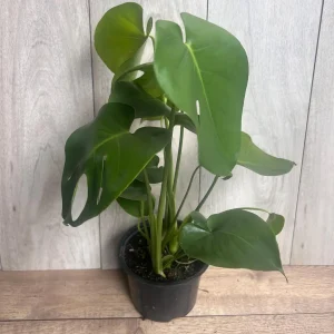 Monstera Deliciosa Live Plant - 6 inch Pot - Fruit Producing Indoor Air Purifier - Image 4