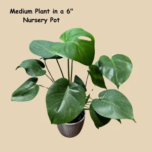 Monstera Deliciosa Live Plant - Easy Care Indoor Houseplant for Low Light - Image 3