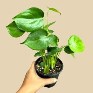 Monstera Deliciosa Live Plant - Easy Care Indoor Houseplant for Low Light - Image 4