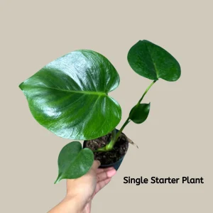 Monstera Deliciosa Live Plant - Easy Care Indoor Houseplant for Low Light - Image 6