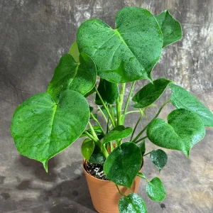 Monstera Deliciosa Live Plant - Easy Care Indoor Houseplant for Low Light - Image 1