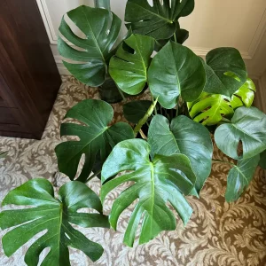 Monstera Deliciosa Live Plant – Mature 3ft Wide in 2 Gallon Pot – Indoor Large Plant - Image 1