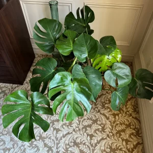 Monstera Deliciosa Live Plant – Mature 3ft Wide in 2 Gallon Pot – Indoor Large Plant - Image 5