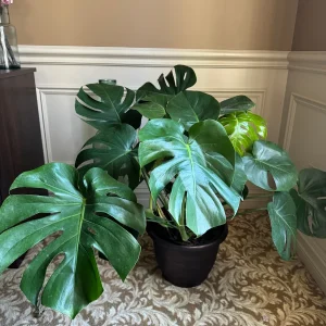 Monstera Deliciosa Live Plant – Mature 3ft Wide in 2 Gallon Pot – Indoor Large Plant - Image 7