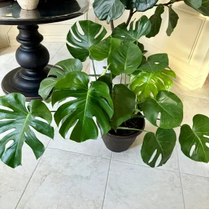 Monstera Deliciosa Live Plant – Mature 3ft Wide in 2 Gallon Pot – Indoor Large Plant - Image 8