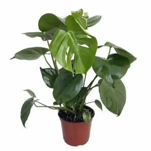 Monstera Deliciosa Split Leaf Philodendron Live Plant 6