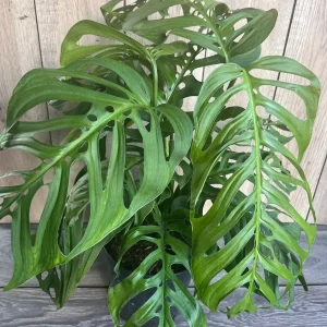 Monstera Esqueleto Live Plant - Large 10 inch Pot, Rare Aroid, Indoor - Image 5