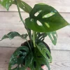 Monstera Esqueleto Live Plant – Rare Aroid with Fenestrated Leaves – 4 inch Pot – Indoor - Image 1