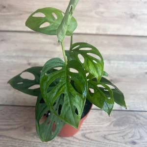 Monstera Esqueleto Live Plant – Rare Aroid with Fenestrated Leaves – 4 inch Pot – Indoor - Image 6