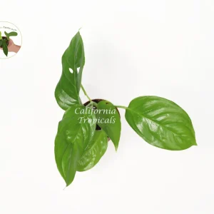 Monstera Laniata Live Plant – 3 inch Pot – Rare Aroid Houseplant – Indoor - Image 2