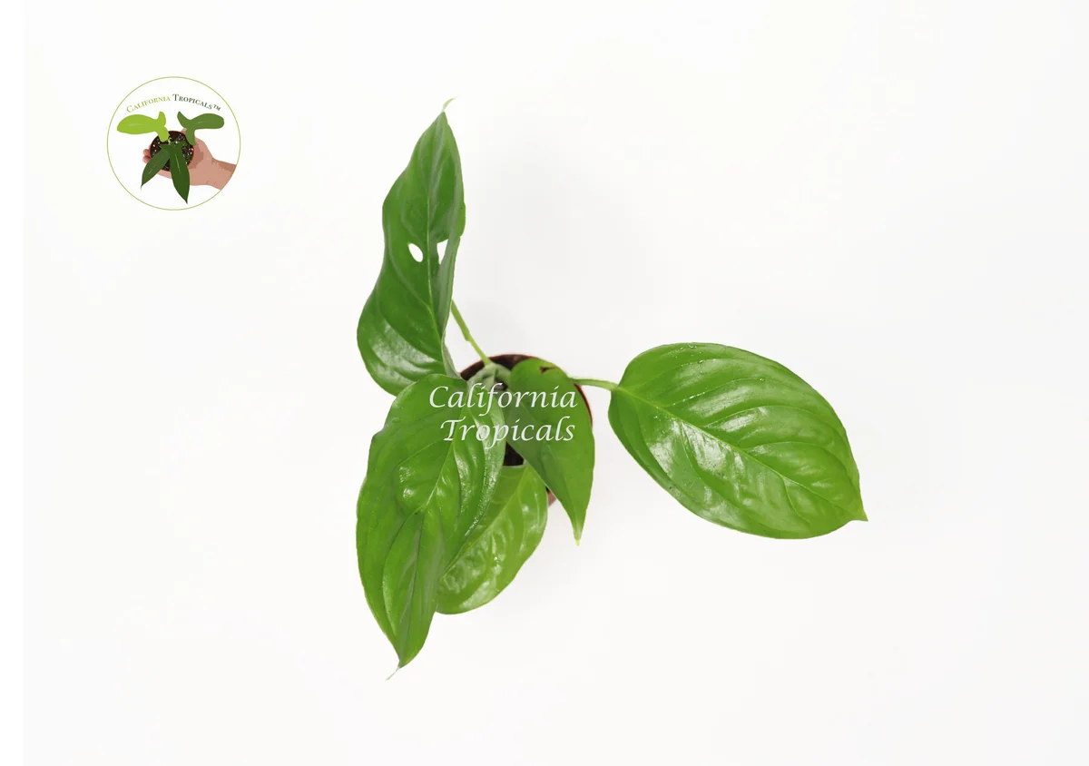 Monstera Laniata Live Plant – 3 inch Potted Houseplant – Rare Indoor Aroid - Image 2