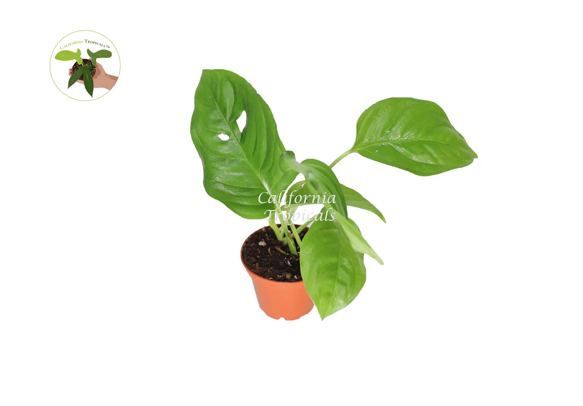Monstera Laniata Live Plant – 3 inch Potted Houseplant – Rare Indoor Aroid - Image 1