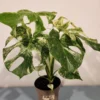 Monstera Mint Live Plant – 8 inch Pot – Rare Variegated Aroid – Indoor Houseplant - Image 1