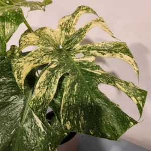 Monstera Mint Live Plant – 8 inch Pot – Rare Variegated Aroid – Indoor Houseplant - Image 2