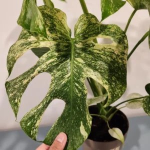Monstera Mint Live Plant – 8 inch Pot – Rare Variegated Aroid – Indoor Houseplant - Image 3