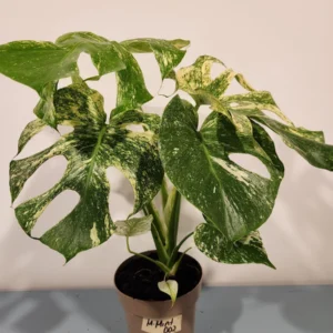 Monstera Mint Live Plant – 8 inch Pot – Rare Variegated Aroid – Indoor Houseplant - Image 1