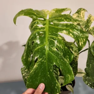 Monstera Mint Live Plant – 8 inch Pot – Rare Variegated Aroid – Indoor Houseplant - Image 4