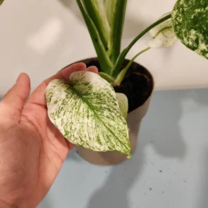Monstera Mint Live Plant – 8 inch Pot – Rare Variegated Aroid – Indoor Houseplant - Image 5