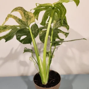 Monstera Mint Live Plant – 8 inch Pot – Rare Variegated Aroid – Indoor Houseplant - Image 6