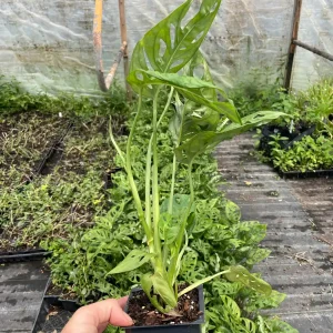 Monstera Obliqua Expilata Live Plant - Swiss Cheese Vine Tropical Houseplant in 3.5 inch Pot - Image 3