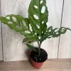 Monstera Obliqua Peru Live Plant – 4 inch Pot – Rare Tropical Houseplant - Image 1