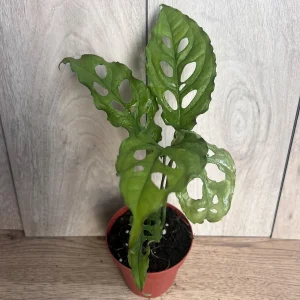 Monstera Obliqua Peru Live Plant – 4 inch Pot – Rare Tropical Houseplant - Image 2