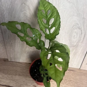 Monstera Obliqua Peru Live Plant – 4 inch Pot – Rare Tropical Houseplant - Image 3