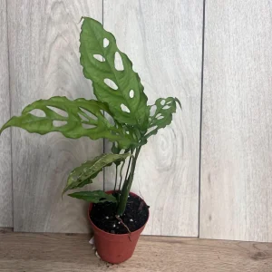 Monstera Obliqua Peru Live Plant – 4 inch Pot – Rare Tropical Houseplant - Image 7