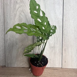 Monstera Obliqua Peru Live Plant – 4 inch Pot – Rare Tropical Houseplant - Image 8