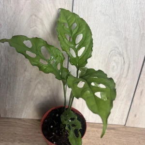 Monstera Obliqua Peru Live Plant – 4 inch Pot – Rare Tropical Houseplant - Image 9