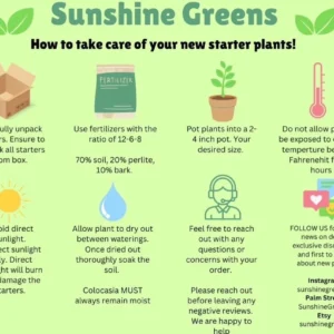 Monstera Obliqua Peru Live Plant – Potted Houseplant – 2 inch Pot – Indoor - Image 2