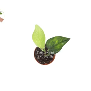 Monstera Peru Live Plant – 3 inch Potted Houseplant – Indoor Plant - Image 2