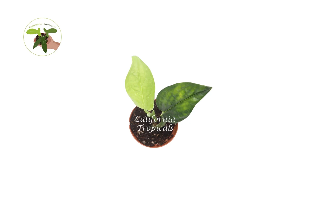 Monstera Peru Live Plant – 3 inch Potted Houseplant – Indoor Plant - Image 2