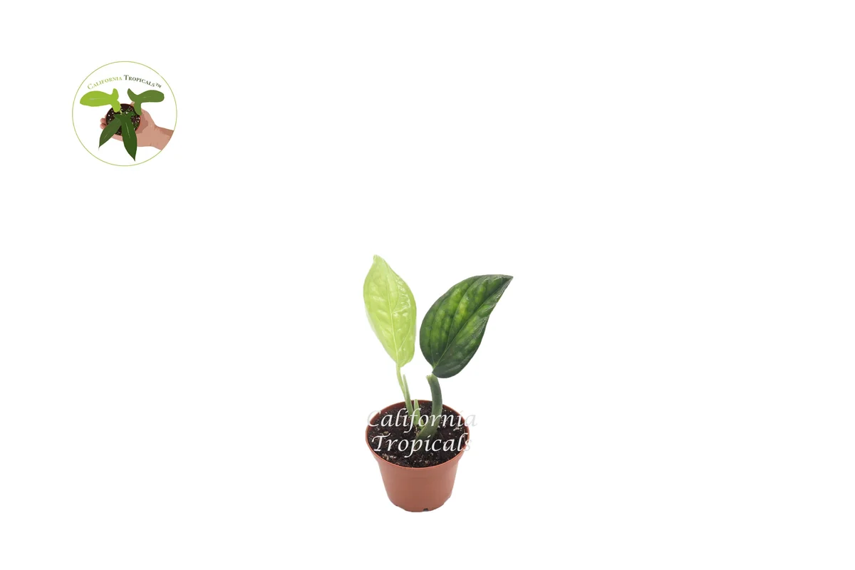 Monstera Peru Live Plant – 3 inch Potted Houseplant – Indoor Plant - Image 1