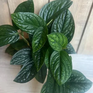 Monstera Peru Live Plant – 6 inch Pot – Rare Indoor Houseplant - Image 2