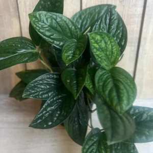 Monstera Peru Live Plant – 6 inch Pot – Rare Indoor Houseplant - Image 3