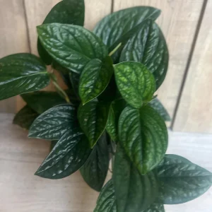 Monstera Peru Live Plant – 6 inch Pot – Rare Indoor Houseplant - Image 4