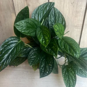 Monstera Peru Live Plant – 6 inch Pot – Rare Indoor Houseplant - Image 6