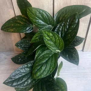 Monstera Peru Live Plant – 6 inch Pot – Rare Indoor Houseplant - Image 8