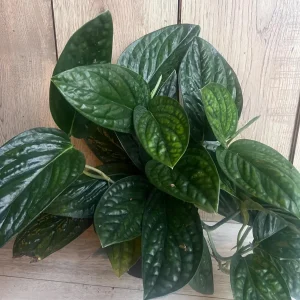 Monstera Peru Live Plant – 6 inch Pot – Rare Indoor Houseplant - Image 9