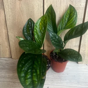 Monstera Peru Live Plant - Rare Aroid in 4 inch Pot - Indoor Potted Houseplant - Image 3