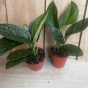 Monstera Peru Live Plant - Rare Aroid in 4 inch Pot - Indoor Potted Houseplant - Image 5