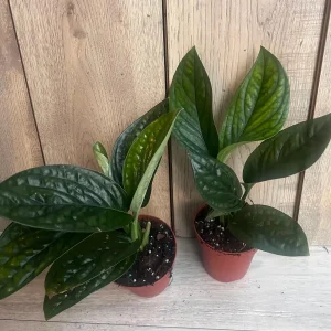 Monstera Peru Live Plant - Rare Aroid in 4 inch Pot - Indoor Potted Houseplant - Image 6